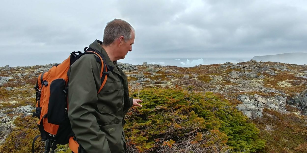 Tuckamore Discoveries Hiking Tour