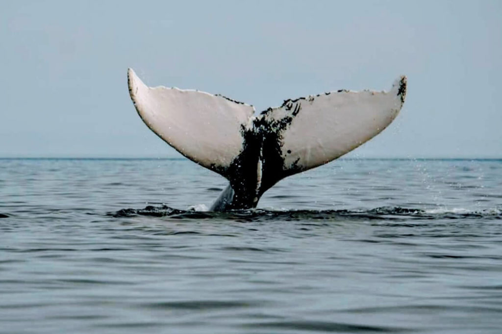 Humpback Whale in Trinity Bay