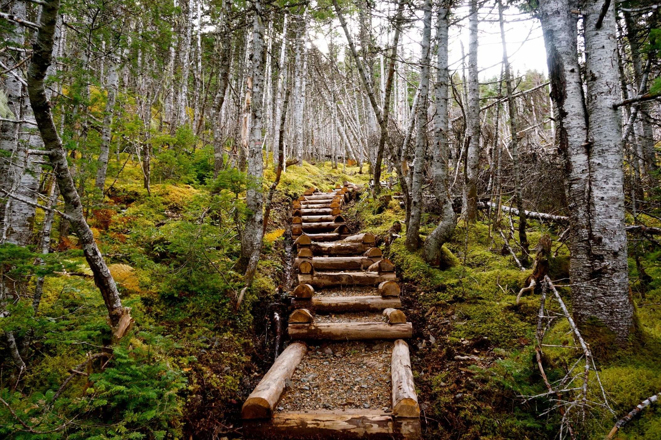 A wooden staircase leading through the woods