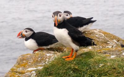 Atlantic Puffins return to the same spot in Elliston every year