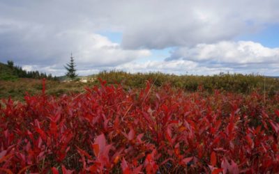 Red blueberry bushes, Gun Hill Trail