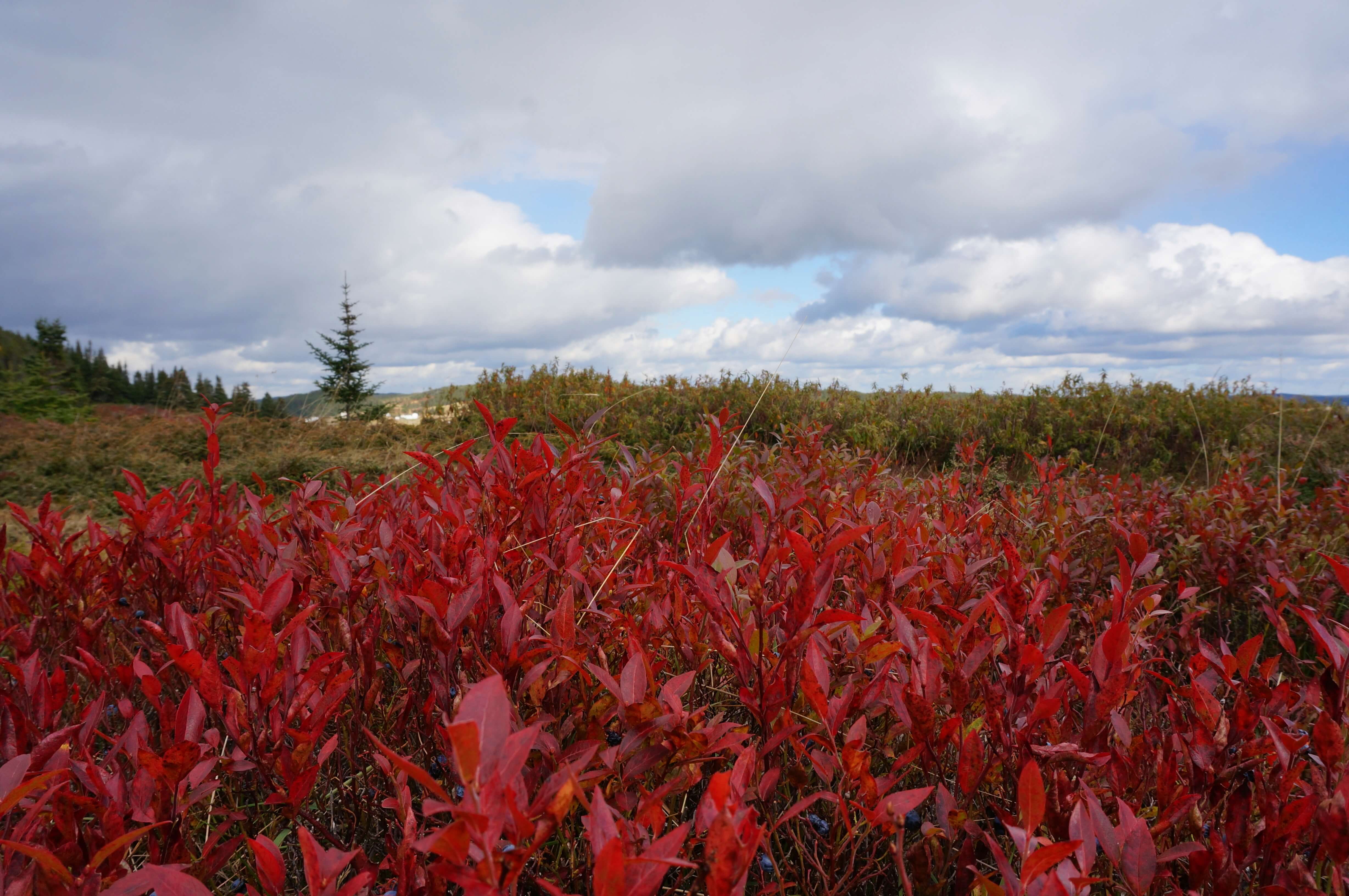 Red blueberry bushes