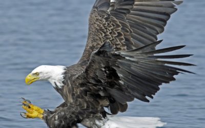 Bald Eagle Flies over the Atlantic