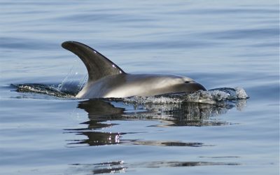 A white sided dolphin swims alongside the boat Photo by Paul Dolk