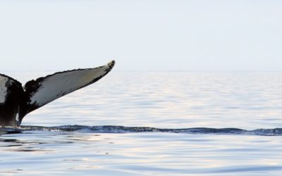 Humpback Whale