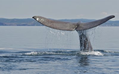 Sperm Whale, Newfoundland