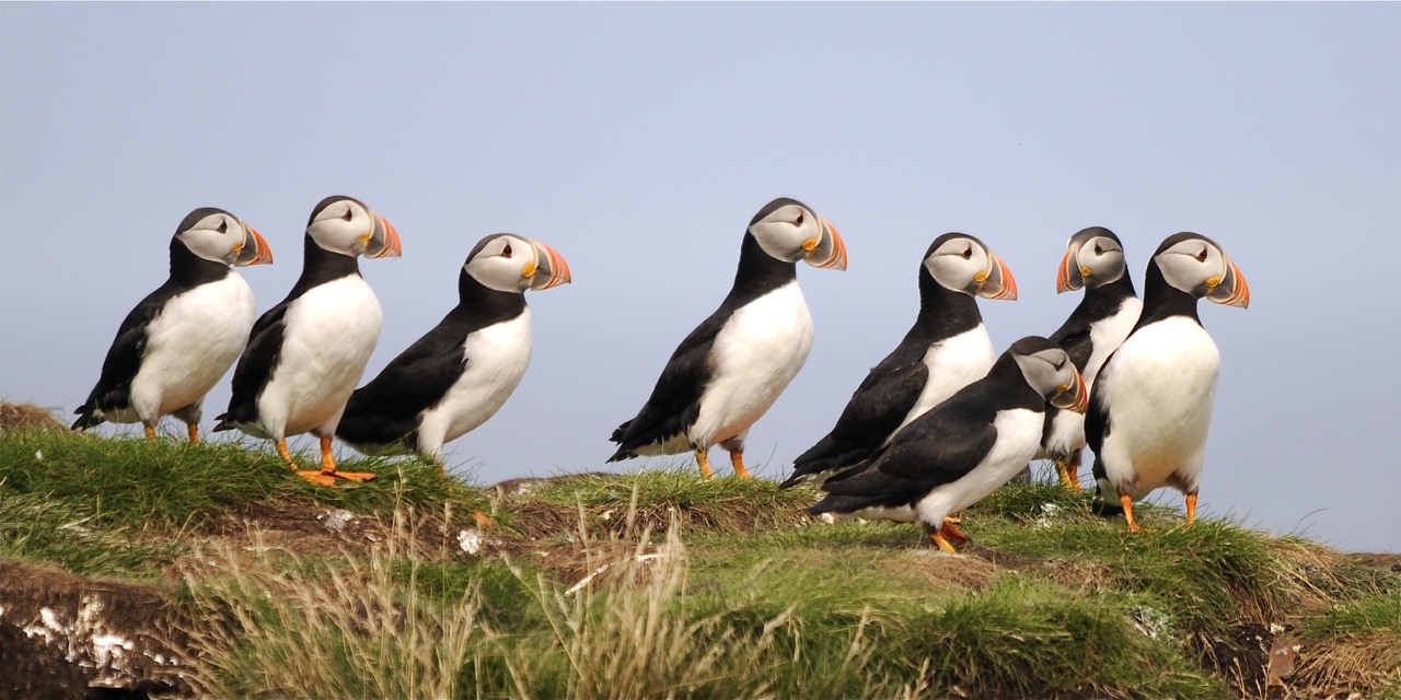 Atlantic Puffins