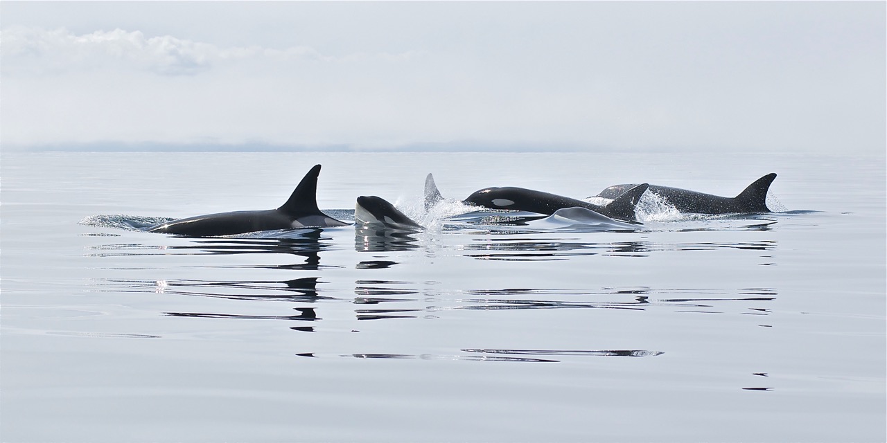 Orcas in Trinity Bay, Paul Dolk Photography