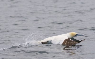 A Bird skims the surface of the water in Bonavista Bay